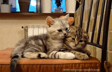 two kittens laying on top of each other on a chair .