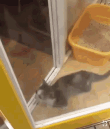 Excited Cat GIF - Excited Cat Please GIFs