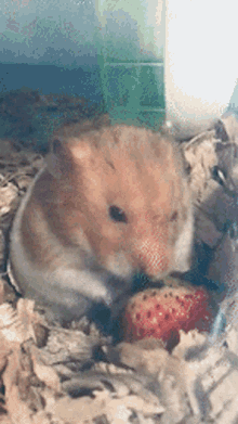 Strawberry Hamsters GIF - Strawberry Hamsters GIFs