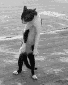 Cat Dance Moves GIF - Cat Dance Moves Watch Me Now GIFs