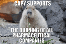 Capybara Pharmacy GIF - Capybara Pharmacy Pharmaceutical GIFs