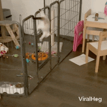 Scaping Cat GIF - Scaping Cat Viralhog GIFs