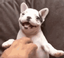 smiling doggo