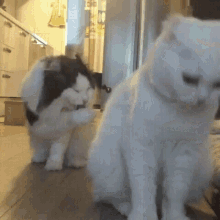 Mlem Cat GIF - Mlem Cat Funny Animals GIFs