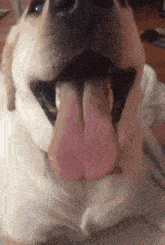 Dog Face Reveal GIF - Dog Face Reveal Levi Williams GIFs