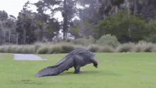 怪物 化け物 巨大なワニ GIF - Golf Monster Alligator GIFs