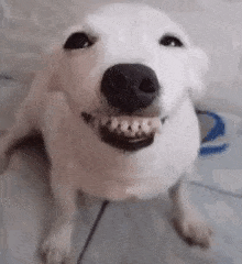 Dog Genious Dog GIF - Dog Genious Dog Smiling Dog GIFs