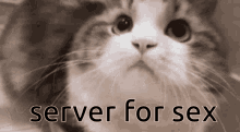 Server For Sex GIF - Server For Sex GIFs