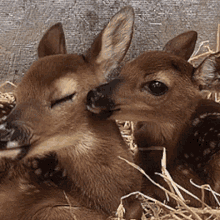 Deer Cute GIF - Deer Cute Licking GIFs
