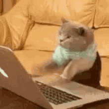 Busy Type GIF - Busy Type Cat GIFs