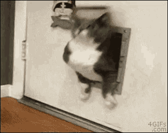 Cat Flap GIFs Tenor