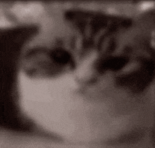 котик мем смешной кот GIF - котик мем смешной кот апчи GIFs