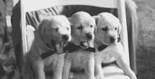 Puppies Yawn GIF - Puppies Yawn Cute GIFs