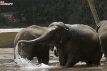 elephant bathing snanam bating elephant animals