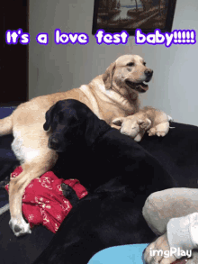 Lovefest Labrador GIF - Lovefest Labrador Family GIFs