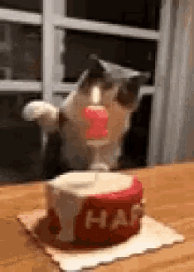 Birthday Cat GIF - Birthday Cat Candle GIFs