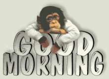 Good Morning Monkey GIF - Good Morning Monkey Cute GIFs