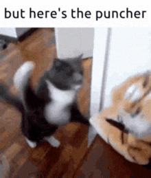 but heres the puncher cat