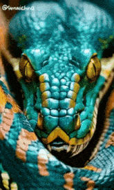 a close up of a snake 's face with smwichna written on the bottom