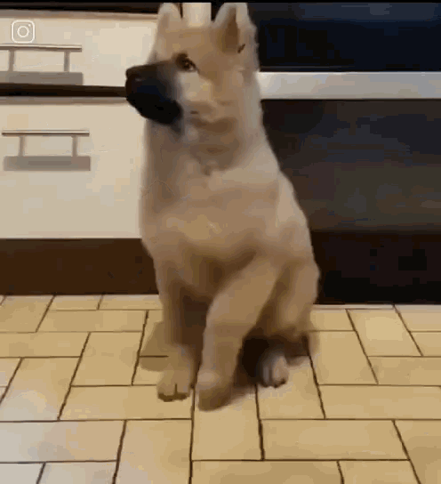 Dance Dog GIF - Dance Dog Cute - Discover & Share GIFs