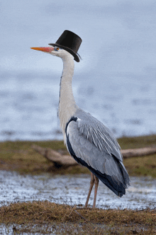 a bird wearing a top hat stands in the grass near the water