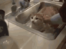 Arreuh Arrete Chat GIF - Arreuh Arrete Chat Taking A Bath GIFs