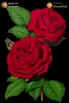 Rose Red GIF - Rose Red Love GIFs