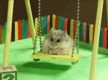 Funny Hamster Swing GIF - Funny Hamster Swing GIFs