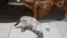 a cat is standing in front of a couch with a blanket on it