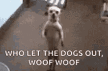 Dansende Hond GIF - Dansende Hond GIFs