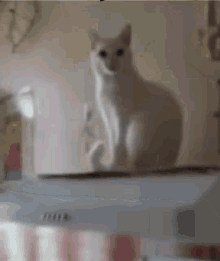 Handshake Cat GIF - Handshake Cat Rizzono GIFs