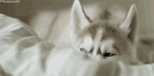 Husky Sleepy GIF - Husky Sleepy Adorable GIFs