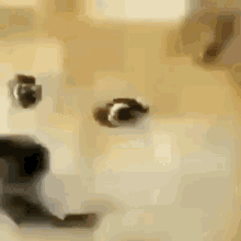 Smile Turning To Grin Doge GIF - Smile Turning To Grin Doge Dog GIFs