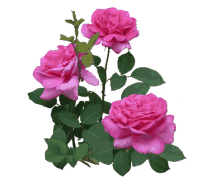 b%C3%B6be giffjei roses pink thank you