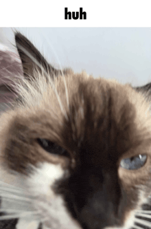 a close up of a cat 's face with the words huh above it