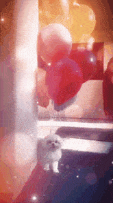 a small white dog standing next to a bunch of red balloons