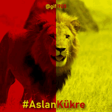 Galatasaray Lion GIF - Galatasaray Lion GIFs