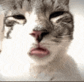 Freaky Cat GIF - Freaky Cat Tongue GIFs