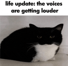 The Voices Are Getting Louder Cat GIF