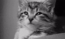 a black and white photo of a kitten looking at the camera in a person 's hand .