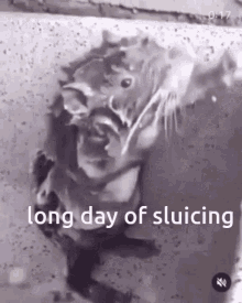 Long Day Of Sluicing Rat Powered Automated Sluicing GIF