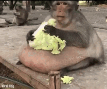 Diet Monkey Fat GIF - Diet Monkey Fat Eating Cabbage GIFs
