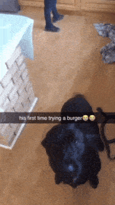 Dog Burger GIF - Dog Burger Eat GIFs