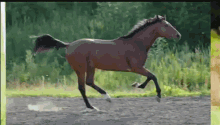 Horses Galoping GIF - Horses Galoping Running GIFs