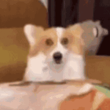 Dog Scan GIF - Dog Scan Corgi GIFs