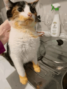 Cat Cheese Cat GIF - Cat Cheese Cat GIFs