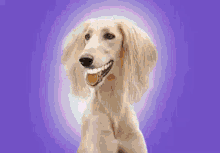 Nft Dogs GIF - Nft Dogs Smilling GIFs