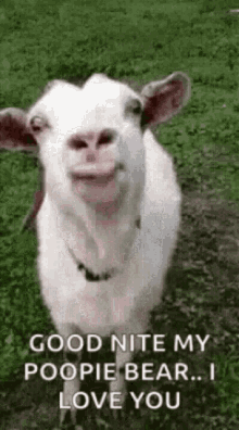 love you funny goat