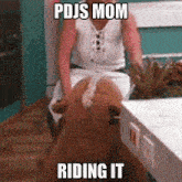 a meme of a woman riding a stuffed animal with the caption pdjs mom riding it