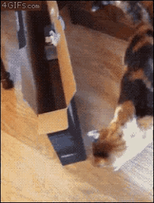 Me Trying To Fit In Jeans After Christmas GIF - Cat Fat I Fit GIFs